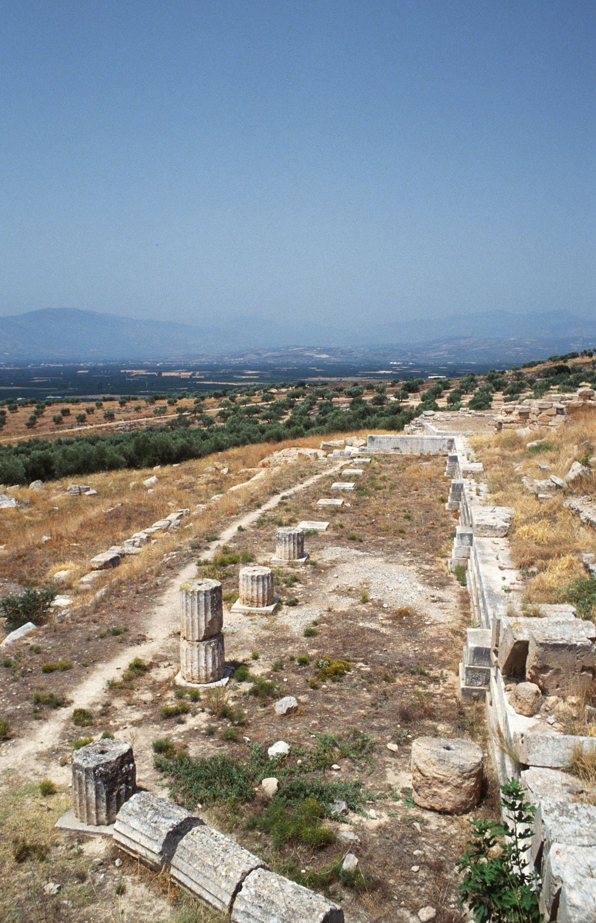 Argos